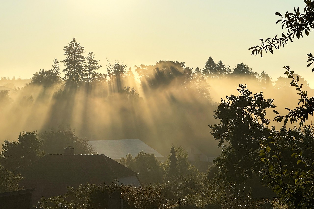 Morgenstimmung mit feuchter Luft und Nebelschwaden zwischen Bäumen