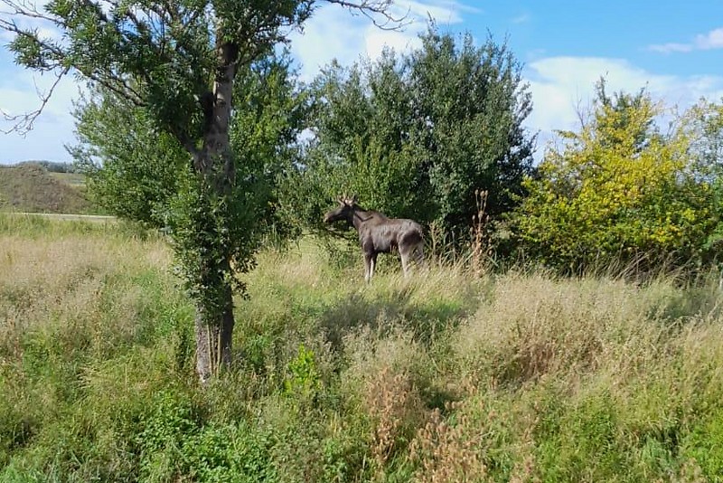 Eine Elchsichtung im Bezirk Mistelbach.