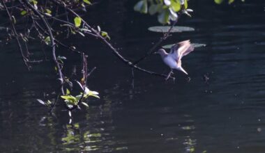 Beim beobachten eines Eisvogels kam plötzlich der Kollege aus dem Busch, wo der Eisvogel drinn verschwunden war. Jemand ne Idee, was das ist?