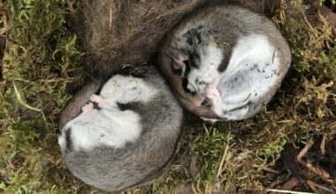 Scientists hope to bring distinctive garden dormouse back to Estonia | News