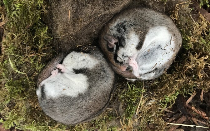 Scientists hope to bring distinctive garden dormouse back to Estonia | News