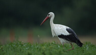 Estonian first responders come to rescue of stork stuck in chimney | News