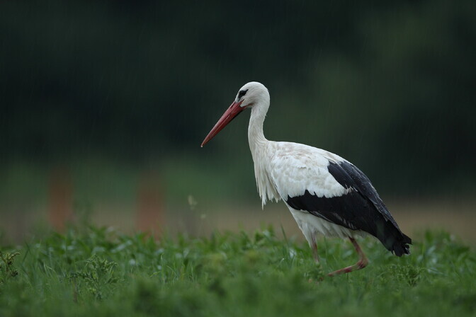 Estonian first responders come to rescue of stork stuck in chimney | News