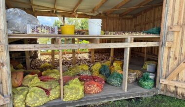 This year's onion harvest in Estonia mostly abundant | News