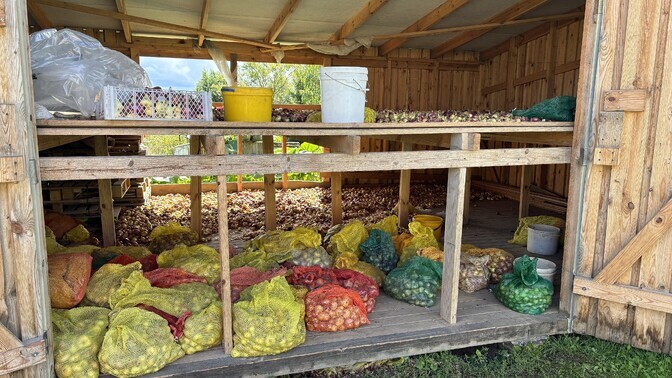 This year's onion harvest in Estonia mostly abundant | News