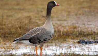 Norway’s contract to kill rogue goose enrages Swedes