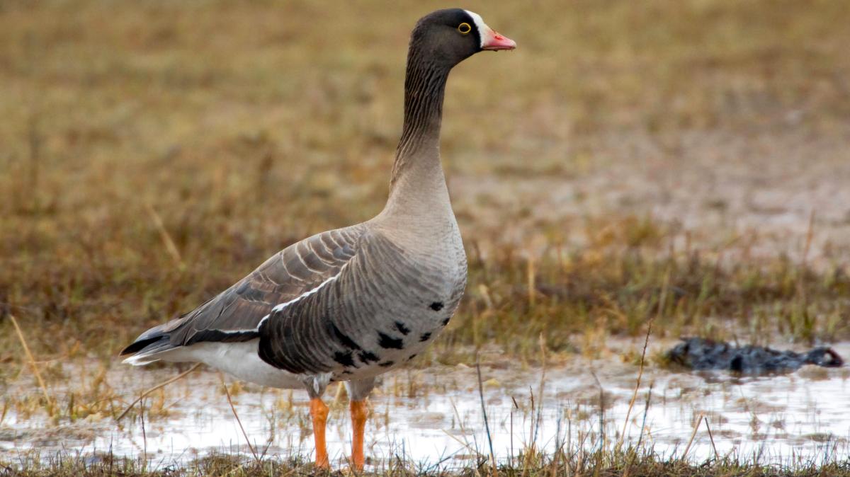 Norway’s contract to kill rogue goose enrages Swedes