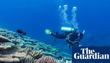 Great Barrier Reef suffers biggest annual drop in live coral since 1980s after devastating coral bleaching