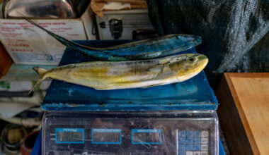 Government’s failing to protect Maltese lampuki catches, says MEP Peter Agius