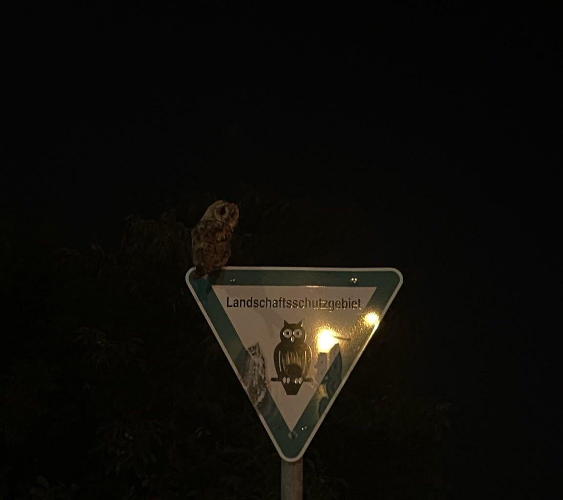 Waldkautz?