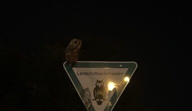 Waldkautz?