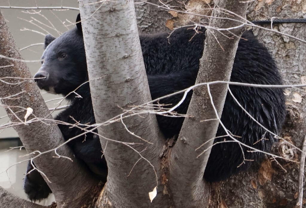 A bear climbs a tree on temple premises in a residential area in Morioka, the capital of Iwate prefecture in northeastern Japan, on April 2. Photo: Kyodo A bear climbs a tree on temple premises in a residential area in Morioka, the capital of Iwate prefecture in northeastern Japan, on April 2. Photo: Kyodo