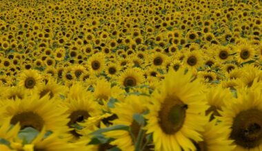 Sunflowers at a farm just outside Haverfordwest