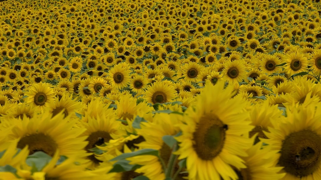 Sunflowers at a farm just outside Haverfordwest