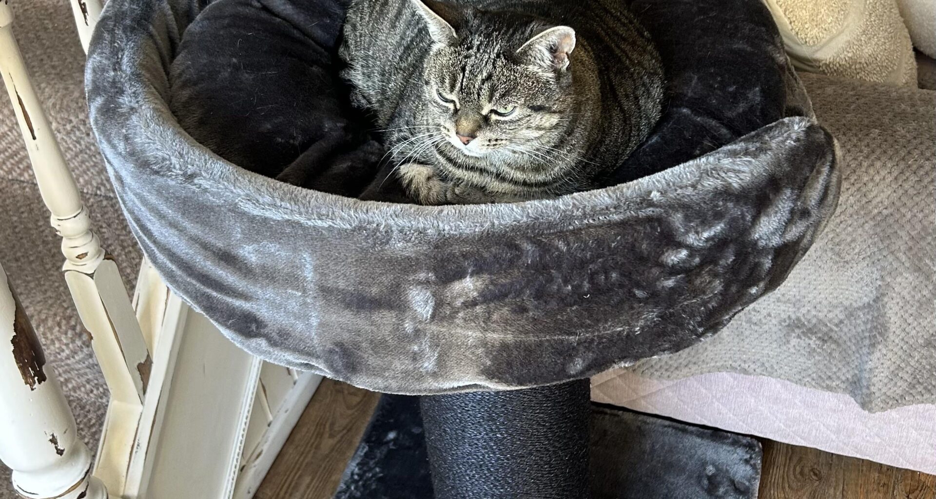 Greater feeling than your cat using something you’ve bought them? And not just the box it came in…