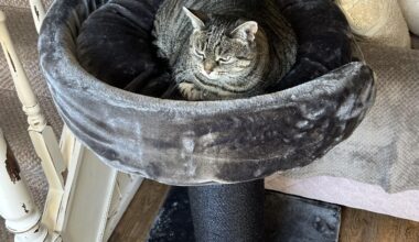 Greater feeling than your cat using something you’ve bought them? And not just the box it came in…