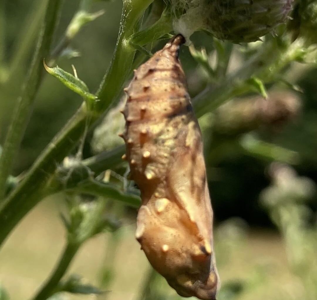 Nordeifel Schmetterlingspuppe