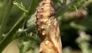 Nordeifel Schmetterlingspuppe