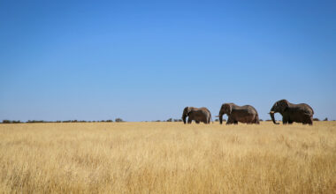Elephants in Namibia