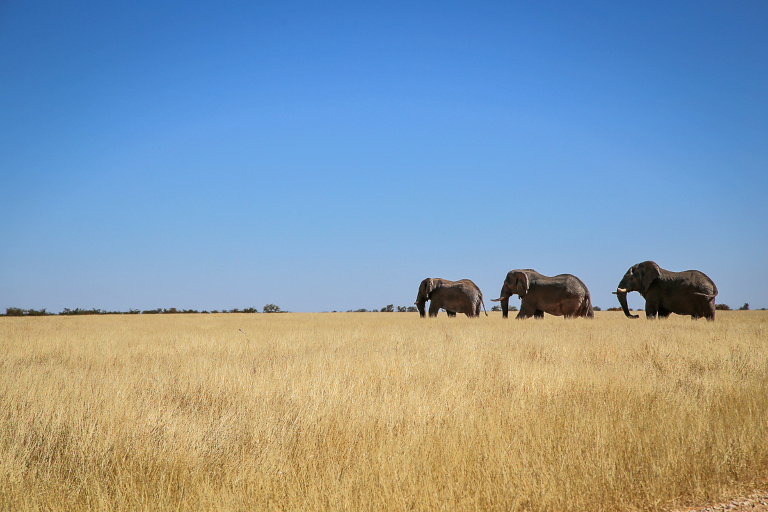 Elephants in Namibia