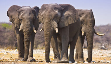 3-elephants