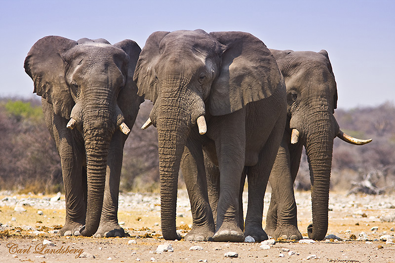 3-elephants