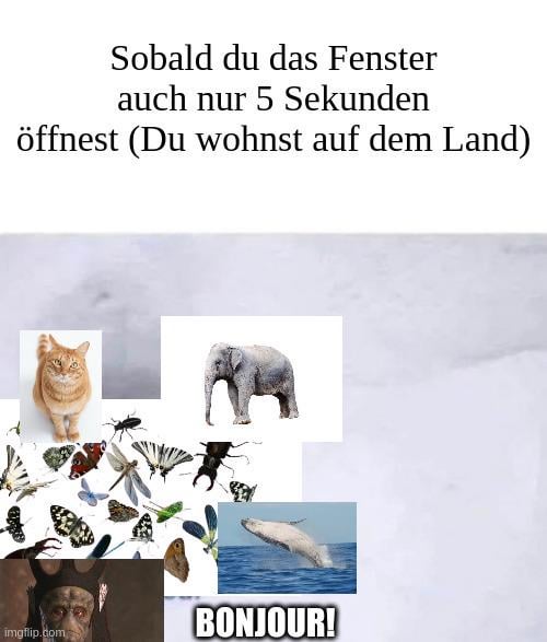 ich_iel