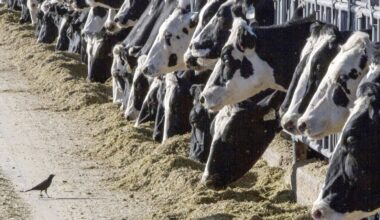 Immigrant dairy workers strike to stop Wisconsin cheese company from violating their basic rights
