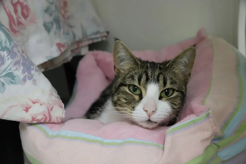 Calgary Humane Society has been dealing with increasing pet surrenders, and it says that the rising cost of living is the main factor behind it. 