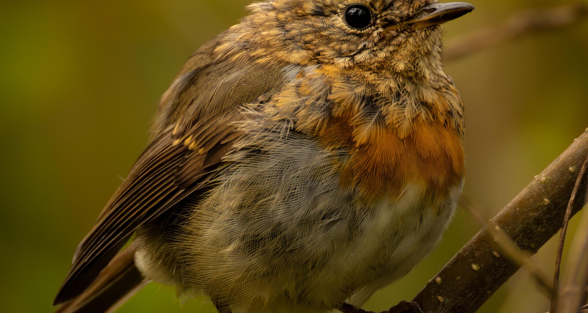 Ein junges Rotkehlchen