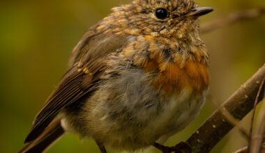 Ein junges Rotkehlchen