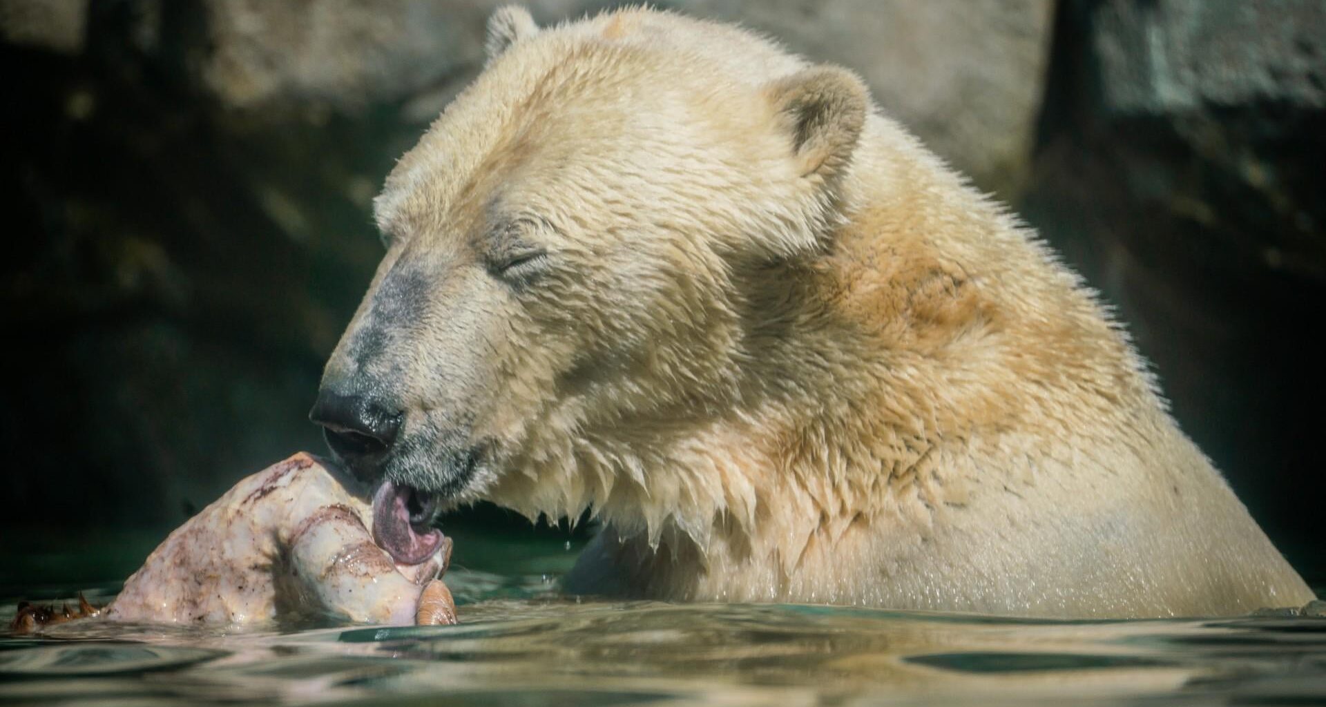 Skal du af med dit kæledyr, vil isbjørnen gerne spise det. Aalborg Zoo tager gerne imod dit kæledyr, giver det en værdig afsked og fodrer rovdyrene.