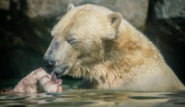 Skal du af med dit kæledyr, vil isbjørnen gerne spise det. Aalborg Zoo tager gerne imod dit kæledyr, giver det en værdig afsked og fodrer rovdyrene.