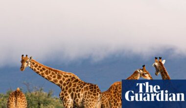 Everything Evolves by Mark Vellend review – can Darwin explain JD Vance? | Science and nature books
