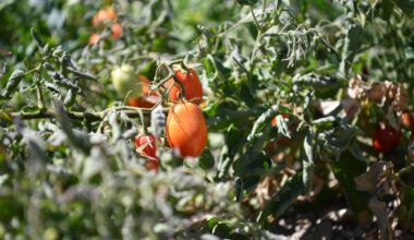 Turkish organic exports topped $1.1B in 2024, association head says