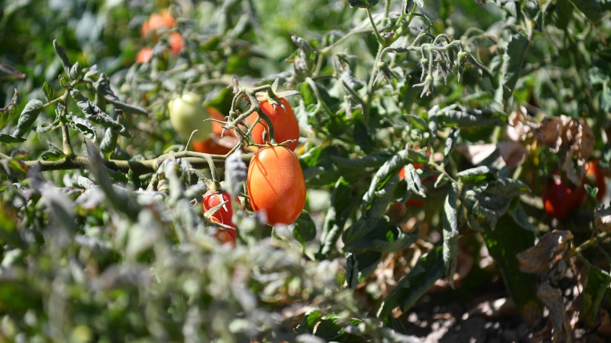 Turkish organic exports topped $1.1B in 2024, association head says