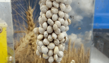 Mutant snails linked to $170 million damage bill in Australia