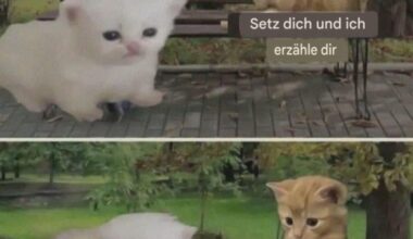 Mieser