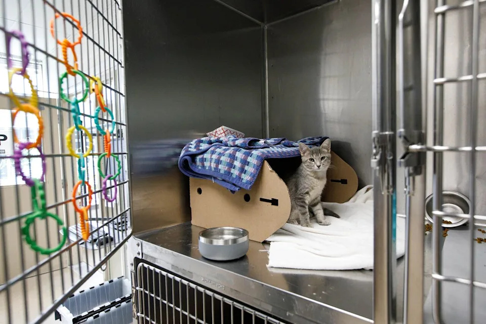 A cat named Petrie is pictured at the Toronto Humane Society, on July 31, 2025. Shelters are seeing the financial stress of pet owners manifest in an increased demand for their community services, with pet food bank usage surging.