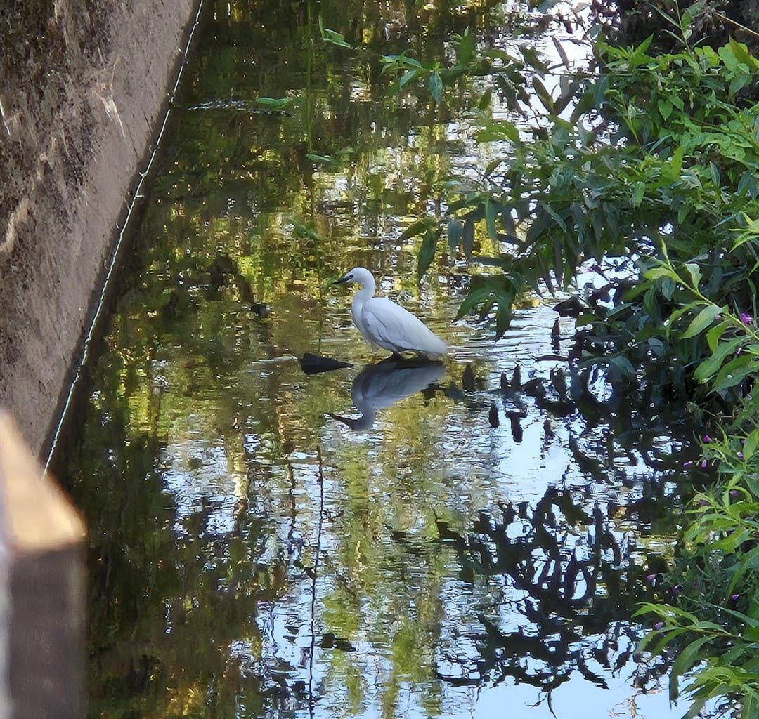 Spotted this lovely little bird in my local beck