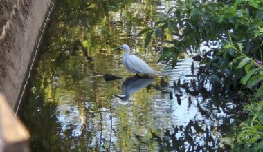 Spotted this lovely little bird in my local beck