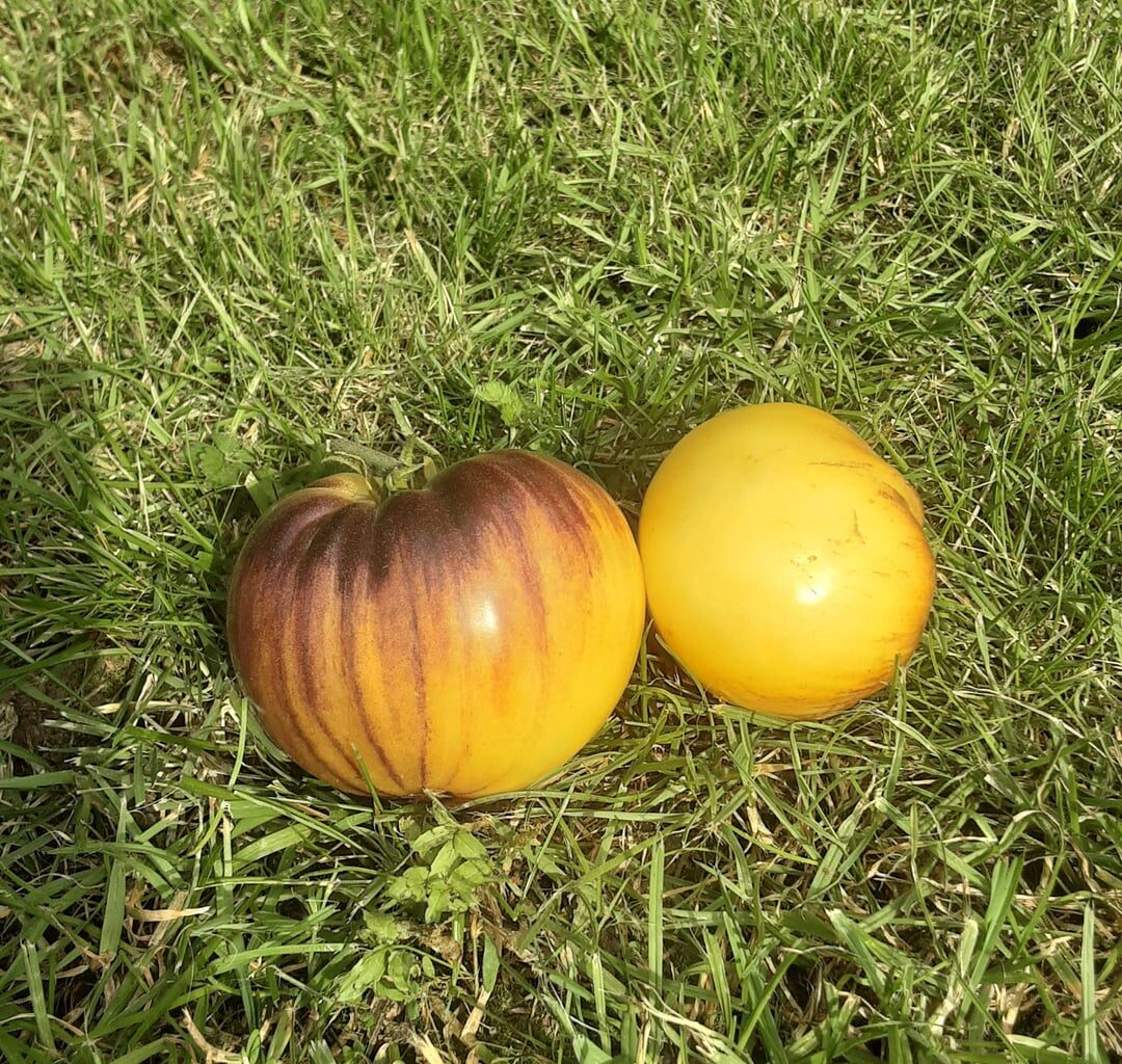 Hallo ich habe von einem Kumpel Tomatenpflanzen bekommen.