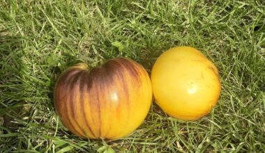 Hallo ich habe von einem Kumpel Tomatenpflanzen bekommen.