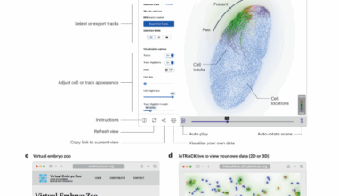 inTRACKtive: a web-based tool for interactive cell tracking visualization