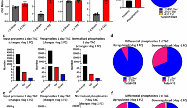 The cardiac phospho-proteome during pressure overload in mice