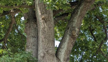 Was ist an meinem Eichenbaum