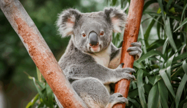 Ouwehands Zoo welcomes first koala ever born in the Netherlands