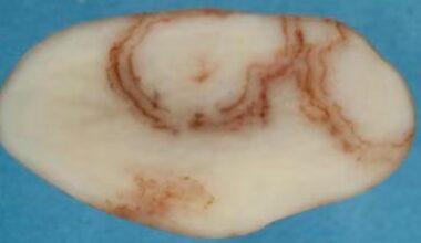 Potato virus detected in Aus for first time
