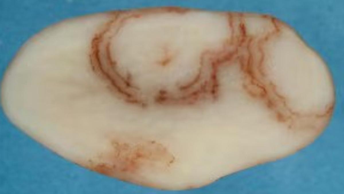 Potato virus detected in Aus for first time