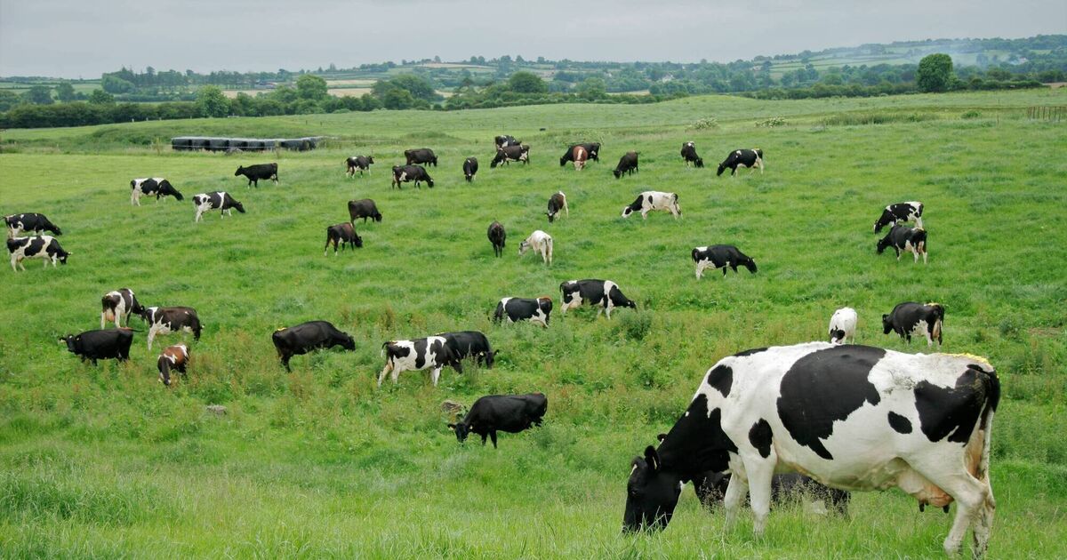 China extends probe into EU dairy imports for another six months